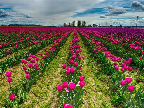 Pink Tulip Flower Field Wallpaper Hd