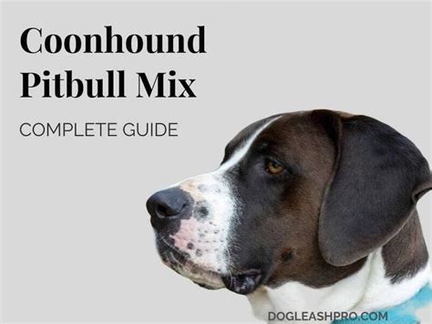 Coonhound Pitbull Mix Complete Guide Dog Leash Pro