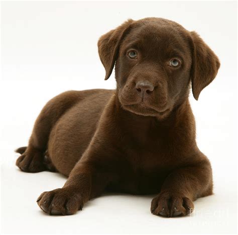 The labrador is the most popular breed of dog by registered ownership in canada, united kingdom, and united states. Chocolate Labrador Retriever Puppy Photograph by Jane Burton
