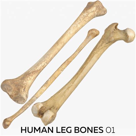 Human Leg Bones 01 Model Turbosquid 1499631
