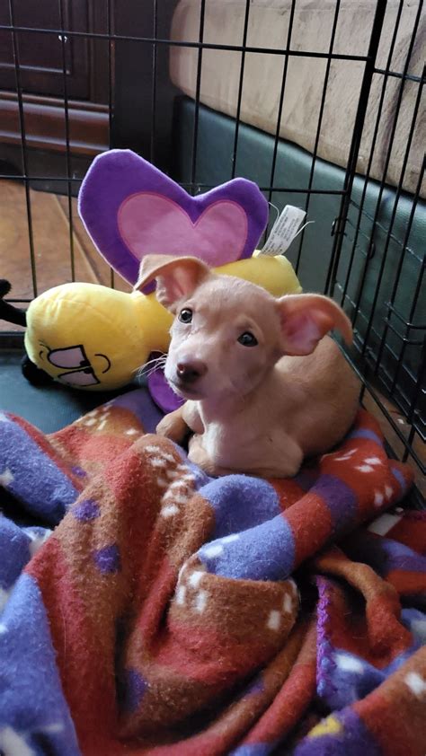 Rosies Happy Tails Dog Adoption Story July 2020 Petfinder
