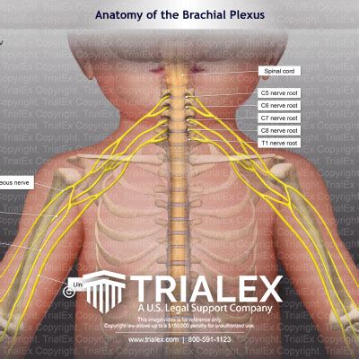 Anatomy Of The Brachial Plexus Trialexhibits Inc
