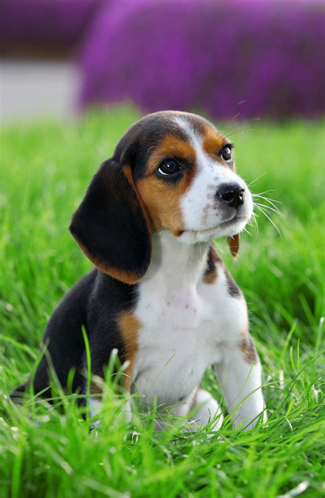 Beagle Dog Breed Information Continental Kennel Club