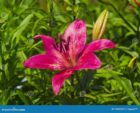 Lilies Red Lily Flower Stock Image Image Of Glory Pretty 72552315