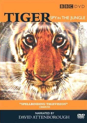 Die Geheime Welt Der Tiger Unter Tigern Indiens Raubkatzen Hautnah