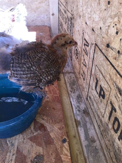 Need Help Determining The Breed Gender And Age Backyard Chickens