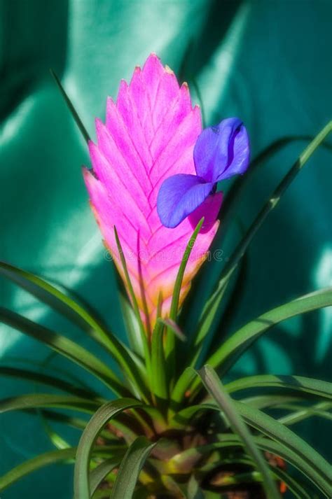 Tillandsia Cyanea Anita Closeup Of Pink Peduncle And Purple Flower