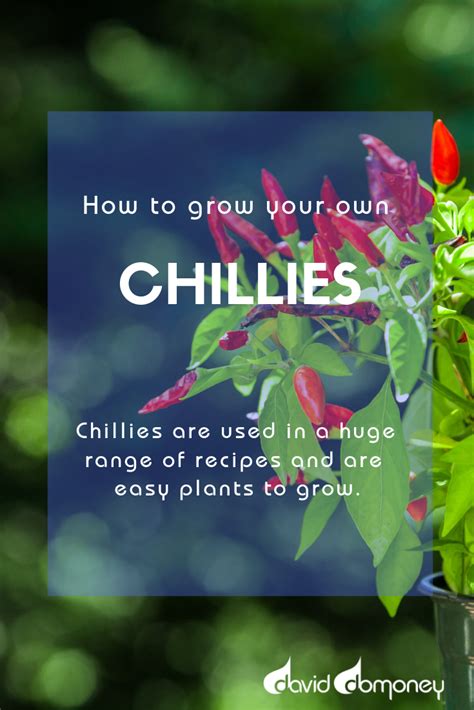 Chillies Are Used In A Huge Range Of Recipes And Are Easy Plants To