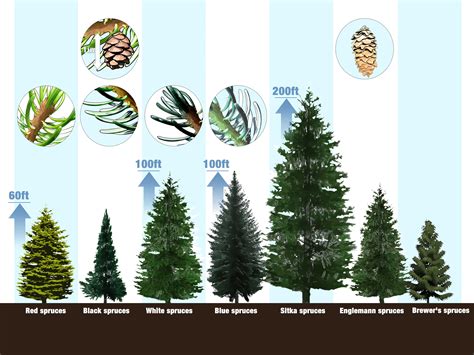Как определить хвойные породы деревьев