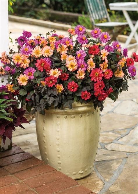 103 Best Images About Container Garden Recipes On Pinterest Gardens Window Boxes And