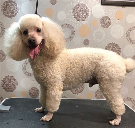 75 Awesome Poodle Haircuts To Try In 2020 Poodle Haircut Poodle