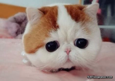 35 gambar kucing comel yang lucu dan menggelikan hati naimjaaf 10 baka kucing paling cantik dan comel dalam dunia iluminasi Gambar Kucing Yang Comel Di Dunia - Republika RSS