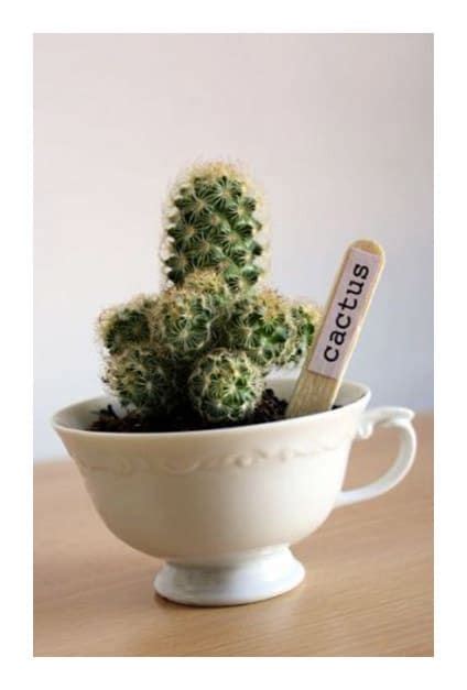 Le cactus provient des zones très chaudes et sèches des déserts américains. 5 manières de sublimer les cactus dans votre intérieur ...