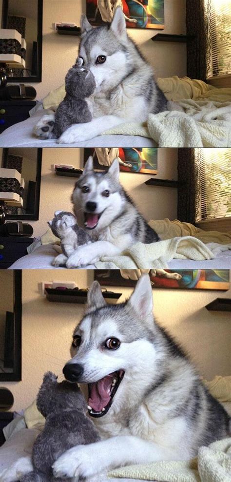 Smiling Dog Meme Husky