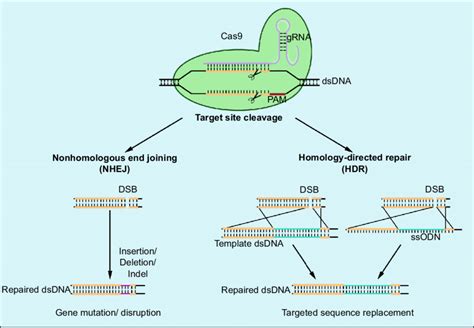 Crispr Cas9 Gene Editing Mechanism