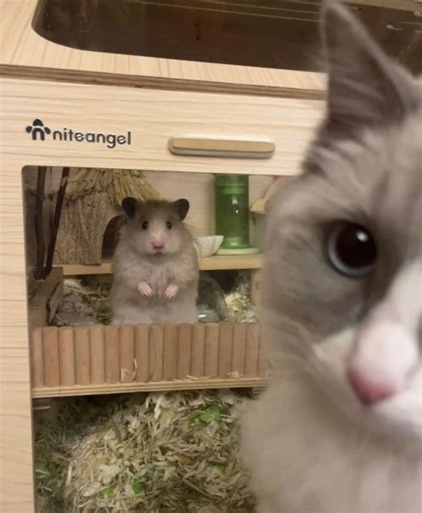 Cute Matching Pfp In 2023 Cute Hamsters Cute Cats Hamster
