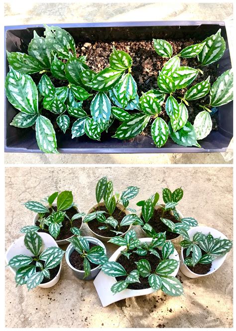 Stunning Aluminum Plants Successful Propagation And Repotting