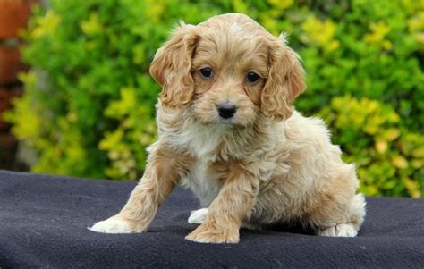 Our cockapoo puppies are bred for health & temperament. Cockapoo Puppies For Sale | Sacramento, CA #113887