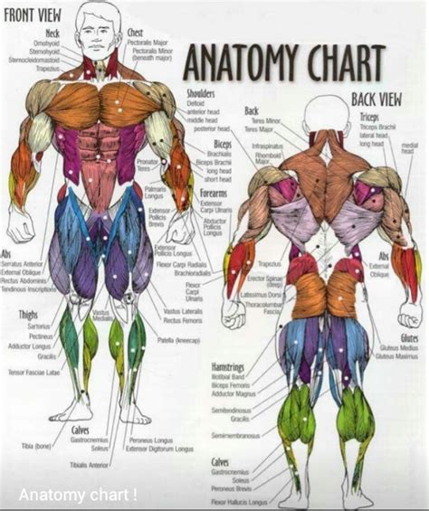 Dummies has always stood for taking on complex concepts and making them easy to understand. 23 best School images on Pinterest | Anatomy, Gym and ...