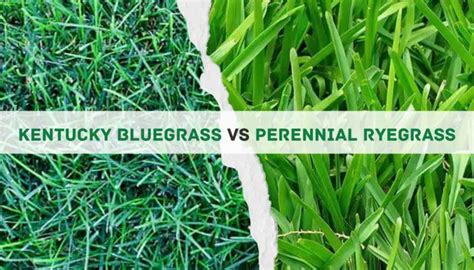 Kentucky Bluegrass Vs Perennial Ryegrass 10 Differences
