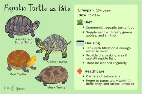 How To Take Care Of Turtles In An Aquarium Aquarium Views