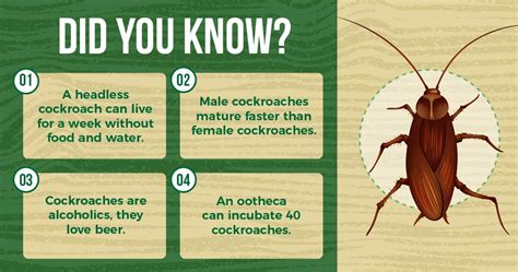 The Ultimate Guide To Cockroach Prevention In Singapore