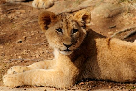 Lion Cub Portrait African Lion Cub Panthera Leo At The N Flickr