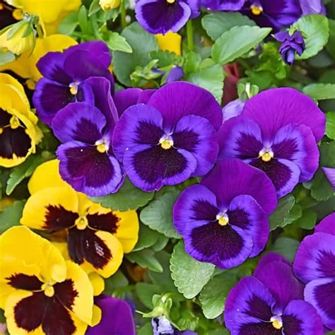 The Most Popular Spring Flowers Buschs Florist And Greenhouse