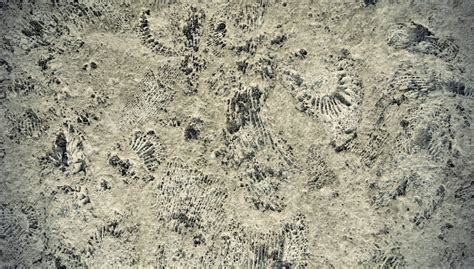 바위에 암모나이트 화석의 배경 사진 및 무료 다운로드를위한 그림 Pngtree