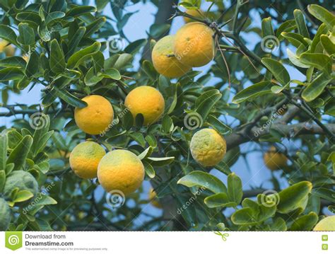 Poncirus Trifoliata Fruit Tree Stock Image - Image of agriculture ...