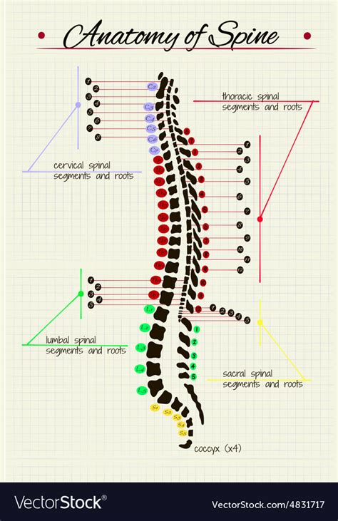 Spinal Cord Anatomy Royalty Free Vector Image Vectorstock