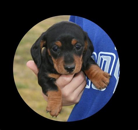Find a dachshund on gumtree, the #1 site for dogs & puppies for sale classifieds ads in the uk. Sandcreek Pets AKC Dachshund Puppies for Sale in Oklahoma