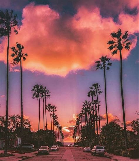 Hollywood Palm Trees Sunset