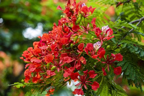 Red Flowering Tree