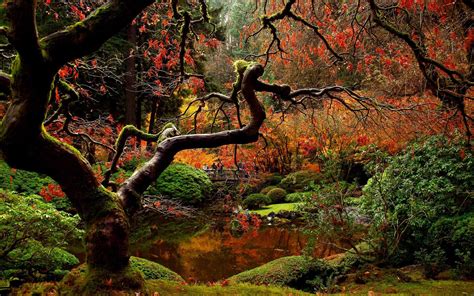 Japanese Garden In The Autumn Hd Desktop Wallpaper