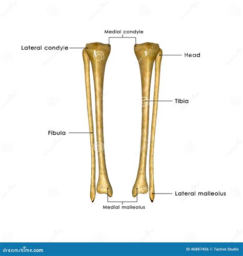 Tibia And Fibula Stock Illustration Image Of Ankle Medicine 46887456