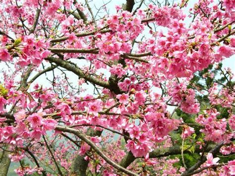 Cherry Blossom Tree Trees Photo 19838738 Fanpop