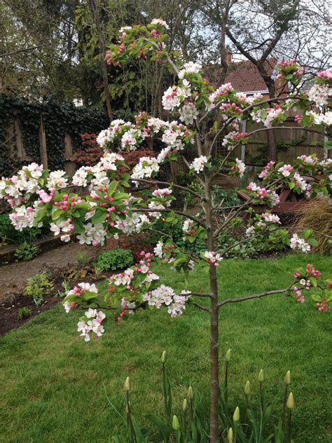Dwarf Flowering Trees Uk The Best Trees For Small Gardens The