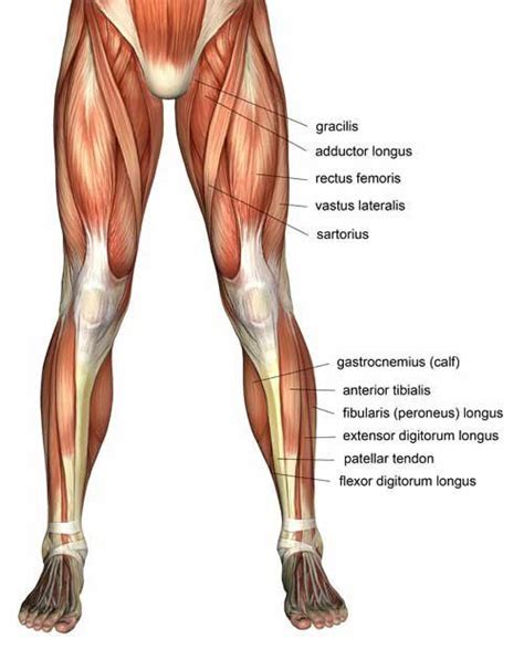 Tight hip flexors are a major cause of back pain. tight muscle bands on body | The Piriformis is a muscle ...