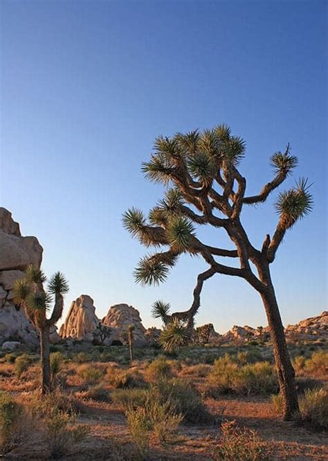Joshua Tree Photography Guide And Best Photo Spots Improve Photography