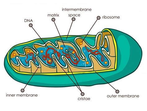 Mitochondria — A Series On Improvement — Part I By Lee Williams Lee