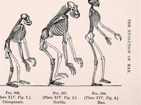 March Of Progress The Evolution Of Man From Ape Ancestors To Etsy