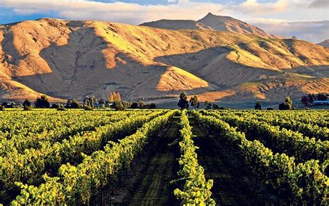 Inspect the kiwi all over to ensure it is has an even. New Zealand wine: An unsung Kiwi fruit - Telegraph
