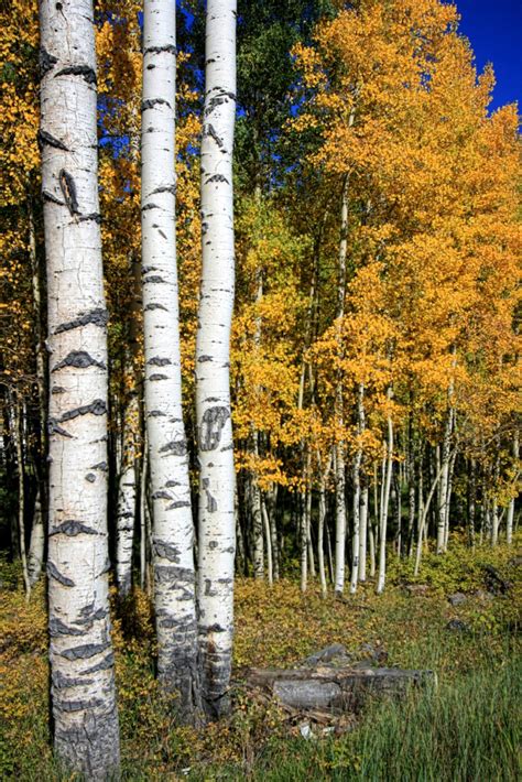 Aspen Trees In Colorado Smithsonian Photo Contest Smithsonian Magazine