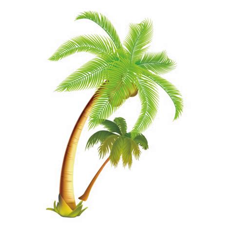 Coconut Tree Png Download Image Coconut Tree Vector Png 650x670