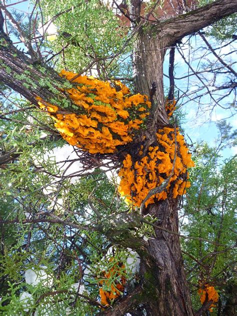 Orange Fungus On Tree Limb Shu Mcneely