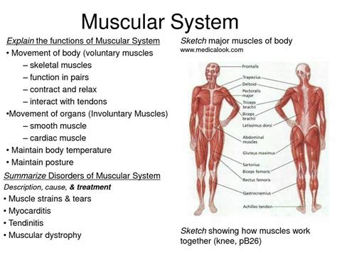 Muscular System Muscular System Muscle Diagram Human Muscle Anatomy