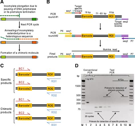 Pcr mimics what happens in cells when dna is copied (replicated) prior to cell division, but it is carried out in controlled conditions in a laboratory. Optimized PCR conditions minimizing the formation of ...