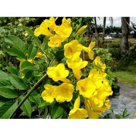 Well Watered Natural Tecoma Yellow Flower Plant For Garden Summer