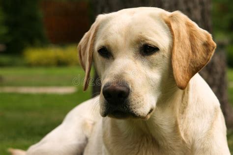The Yellow Labrador Retriever In Summer Close Up Stock Image Image Of
